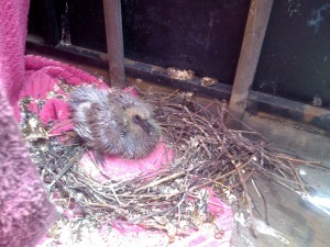 Baby Rat w/feathers
